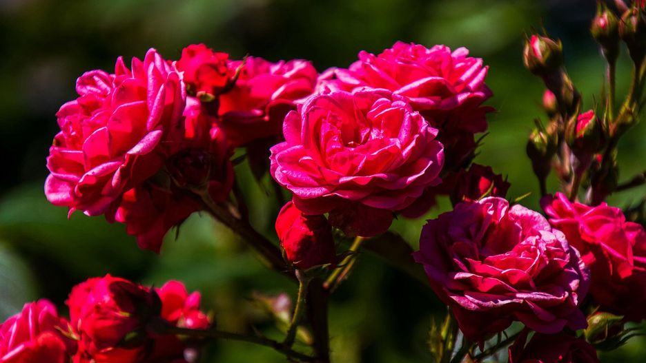 Pole różane rozkwitło w sercu Warszawy