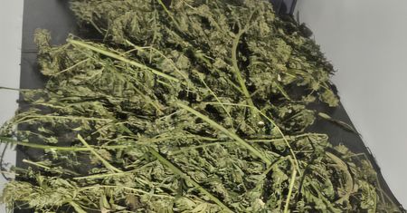Ponad 2 kg marihuany w garażu. W Pile pies wskazał kolejną skrytkę
