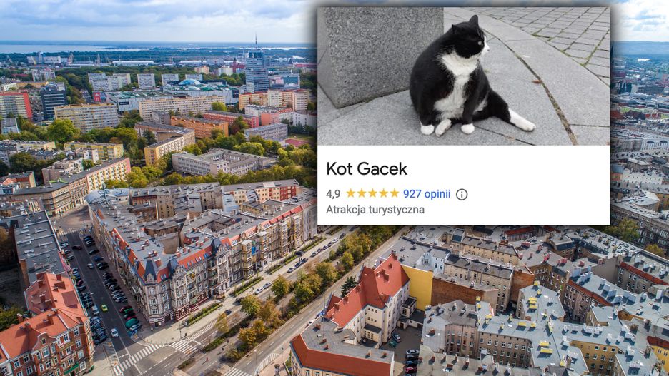 Kot Gacek to jedna z atrakcji miasta 