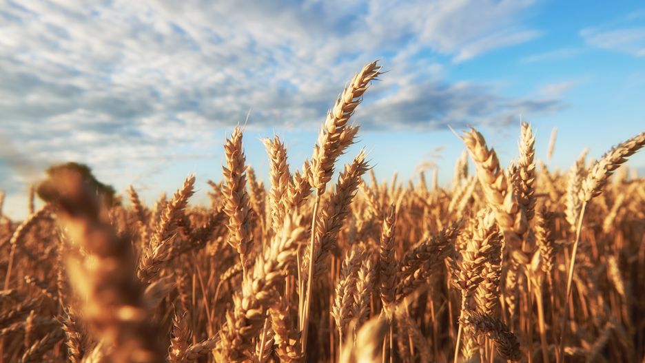 uprawa, rolnictwo, ekologia, eko, zbiory, urodzaj, pole, niebo, ziarno, chleb, chmury, zboże, żniwa, dobrobyt, pieczywo, naturalne, ekologiczne, pogoda, pszenica, żyto, pszenżyto, owies, rzepak