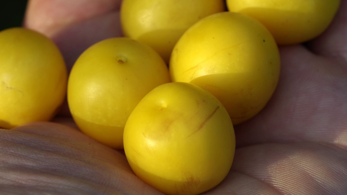 Mirabelki nadają się do kiszenia