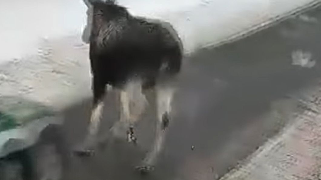 Zderzenie radiowozu z łosiem