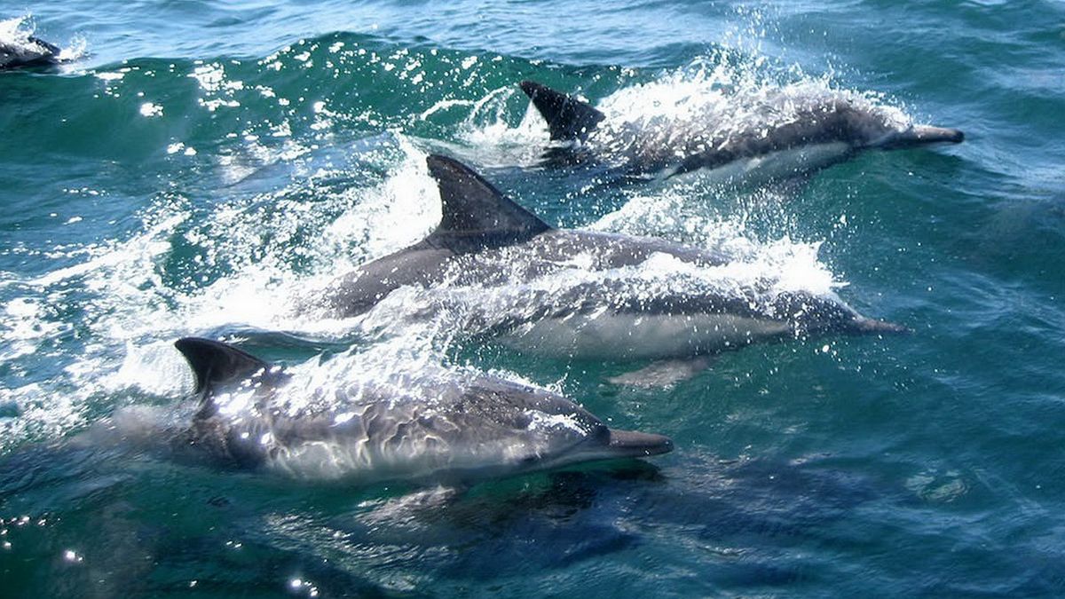 delfin