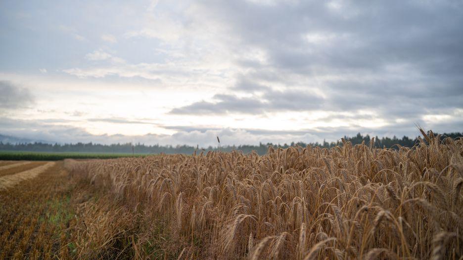 Beautiful golden wheat field after a rain under a dramatic cloudy summer sky.
nature, field, wheat, golden, beautiful, farmland, wet, rain, earth, sustainability, agriculture, countryside, calm, cloudscape, clouds, summer, bent, landscape, plant, sky, cereal, ripe, tranquil, growth, rural, scene, food, land, plantation, freedom, no people, seasonal