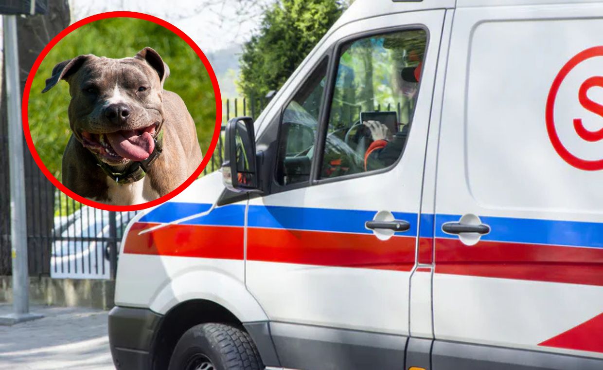 Amstaff w Zwierzyńcu zaatakował 4‑letniego – tragedia w kolejce po lody