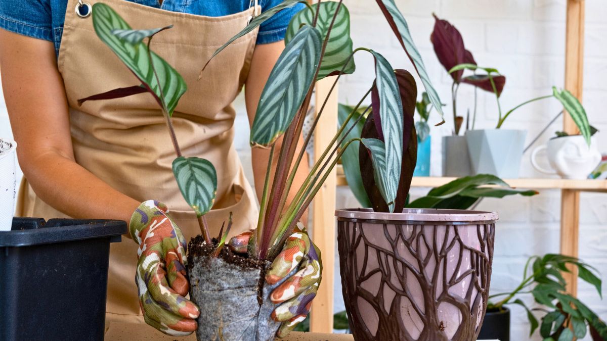 Kobieta przesadza rośliny