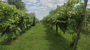 Baniewice: Nocna walka o plony. Mróz nie odpuszcza