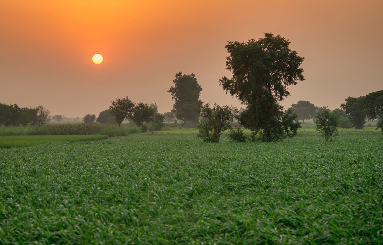 Pakistan chce zasadzić aż 10 miliardów drzew, by walczyć ze zmianami klimatu