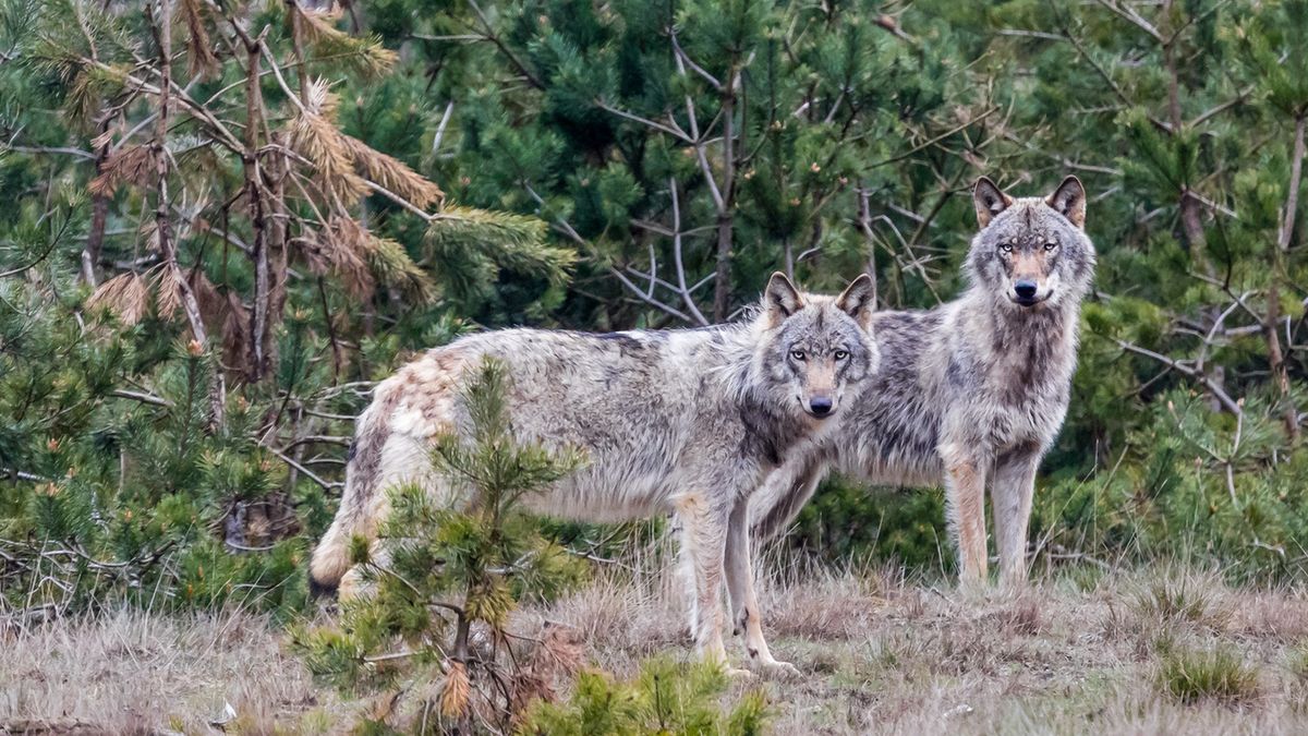 Rzeź owiec na Dolnym Śląsku