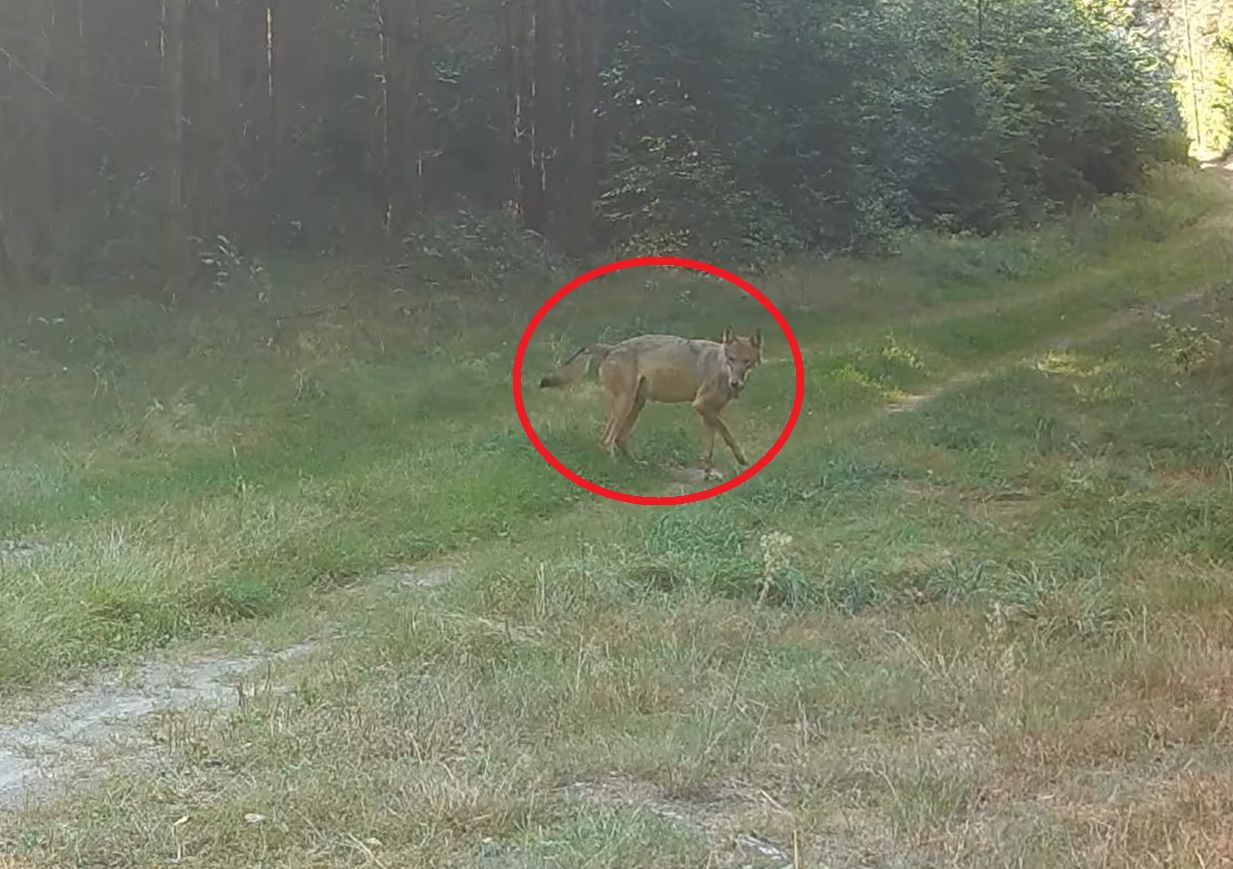 Nagrali ranną wilczycę. Widok chwyta za serce