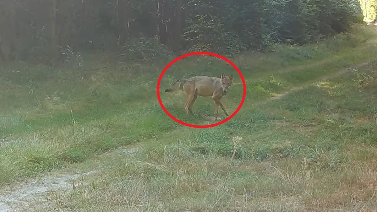 Wilczyca utyka na przednią łapę. Mimo to, dobrze sobie radzi 