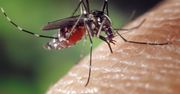 To dlatego komary do ciebie lgną. Naukowcy zrobili eksperyment