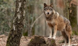 Polska gmina ze zgodą na odstrzał. Mieszkańcy boją się wilków