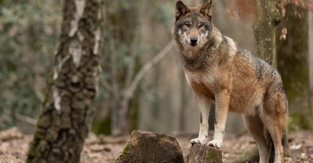 Polska gmina ze zgodą na odstrzał. Mieszkańcy boją się wilków
