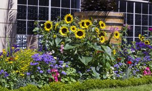 Kiedy siać słonecznik ozdobny? Nie przegap terminu