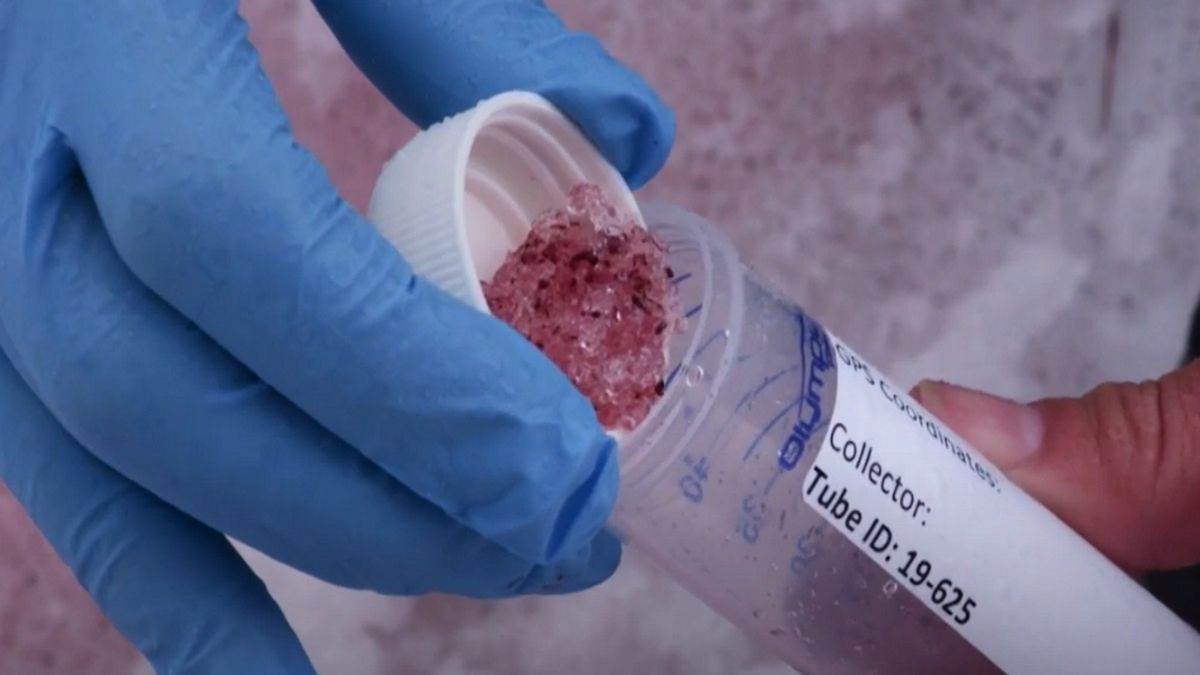 Taki rodzaj śniegu jest nazywany "arbuzowym" z powodu koloru i woni, jaką wydziela przy zgniataniu