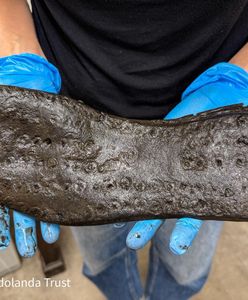 Niezwykłe odkrycie w ruinach fortu w Anglii. Zmieni historię miejsca?