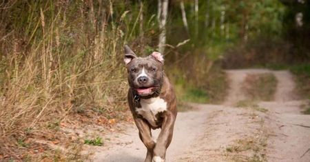 Spuścił amstaffy i canne corso ze smyczy. Wydał komendę: atakuj!