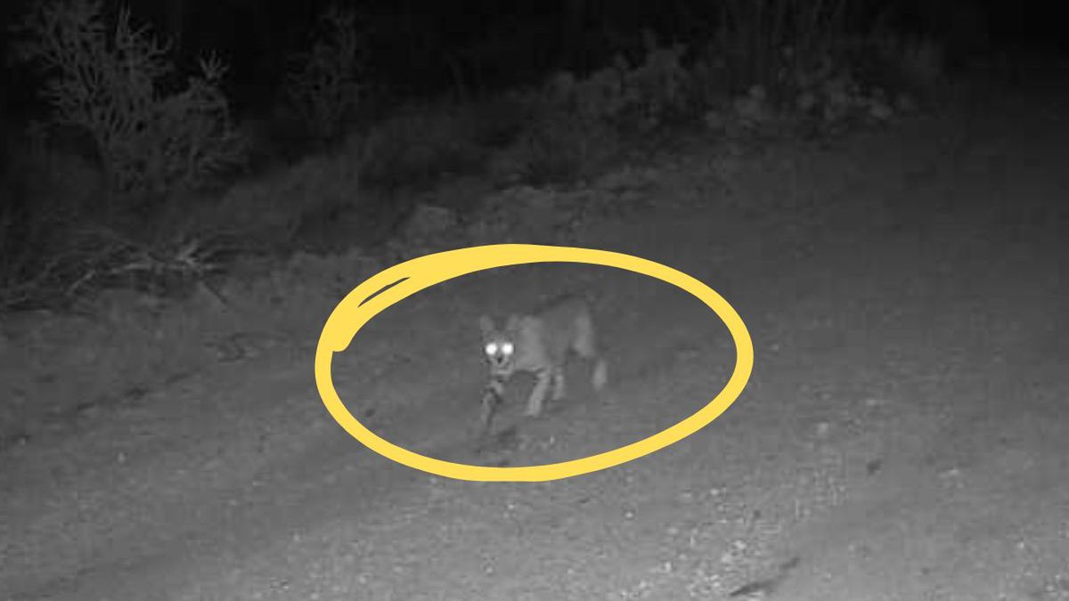 Chupacabra nad Wisłą. Potwór wyssał krew z siedmiu kóz