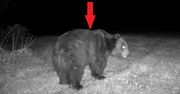 "Potężny misiaczek" przyłapany w nocy. Wideo niesie się po sieci