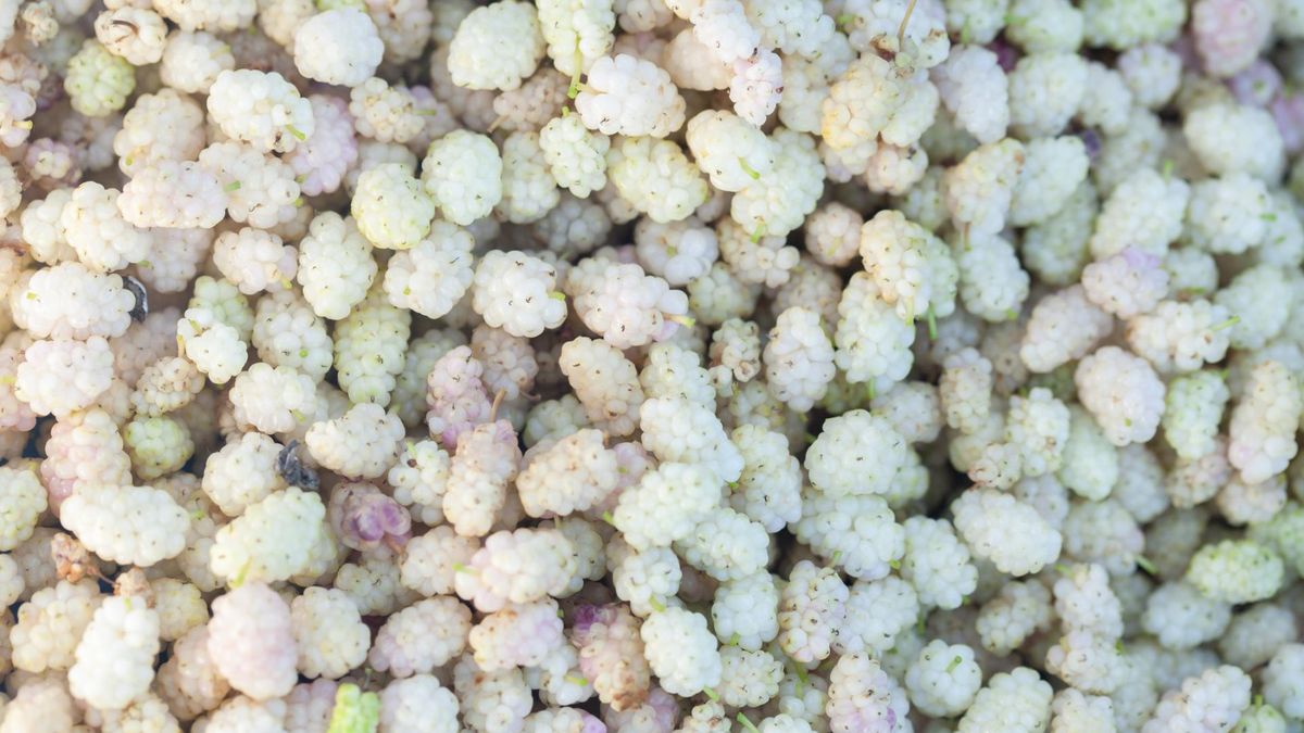 Pomaga w walce z cholesterolem i reguluje ciśnienie krwi. Polacy coraz częściej sięgają po "białe złoto"