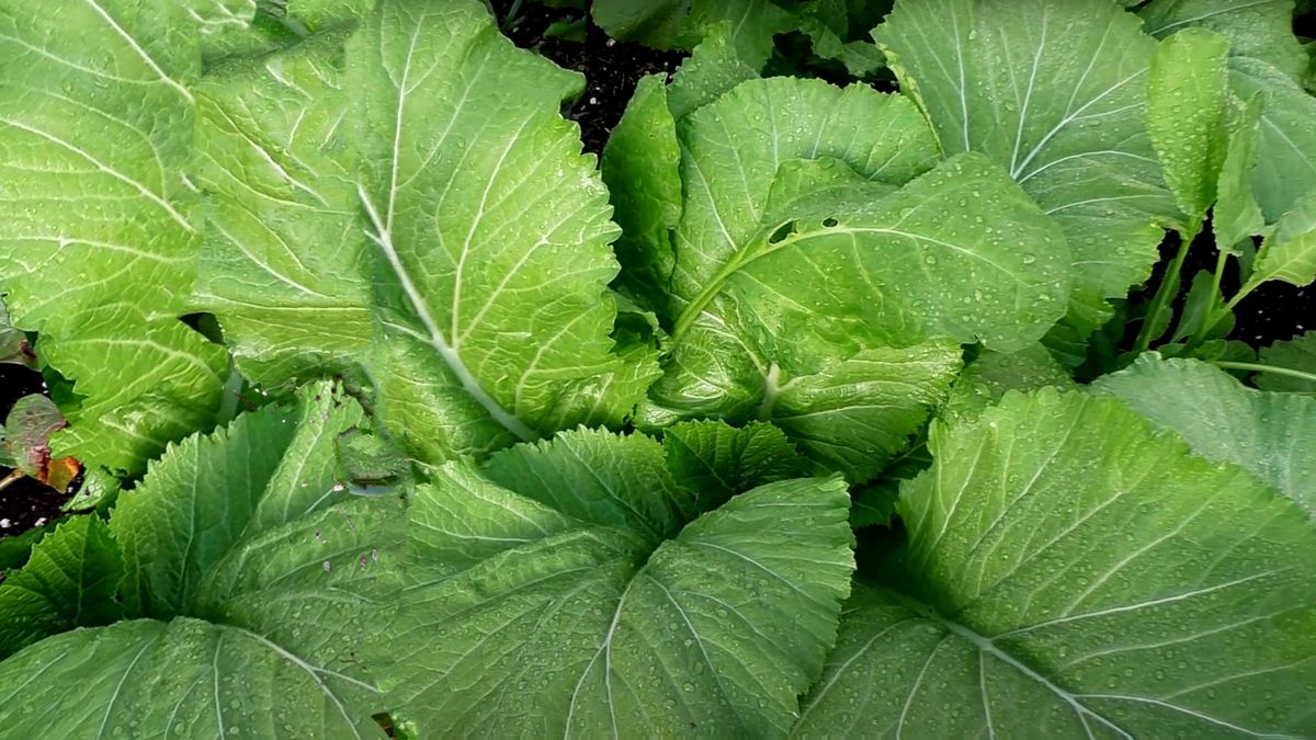 Liście musztardowca są wyjątkowo bogate w składniki odżywcze.