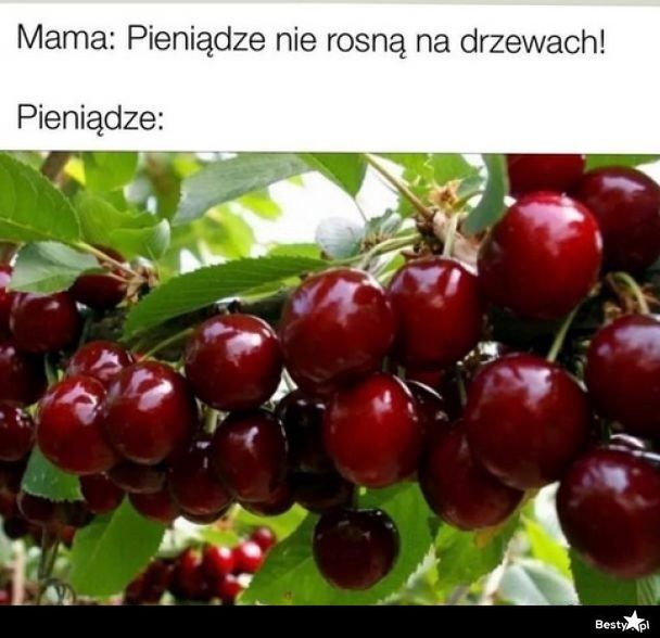 Memy o czereśniach