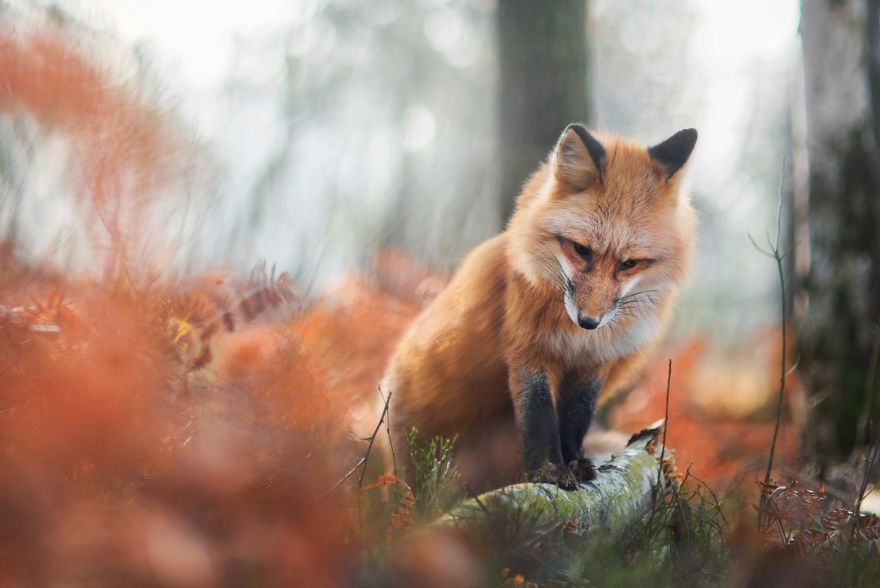 Od pupili do dzikich zwierząt. Iza Łysoń fotografuje piękną lisicę, a jej zdjęcia podbijają internet 14