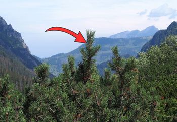 Nowy gatunek w Tatrach. To grzyb. Niesamowite, gdzie rośnie