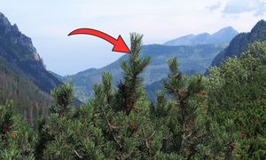 Nowy gatunek w Tatrach. To grzyb. Niesamowite, gdzie rośnie