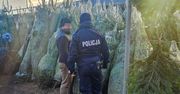 Sprzedajesz choinki? Spodziewaj się kontroli!