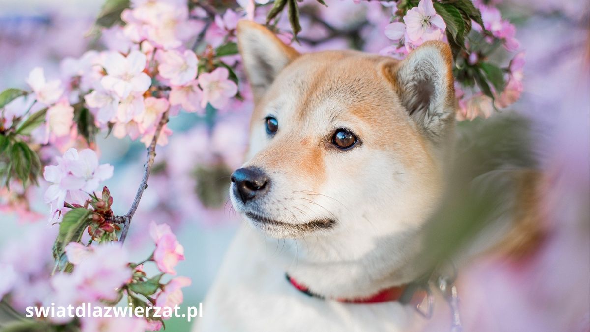 Shiba Inu
