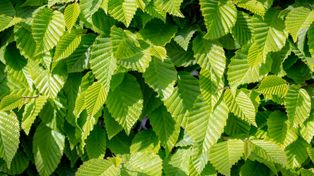 Zapomnij o tujach. W kwietniu posadź "polski bambus". Rośnie błyskawicznie