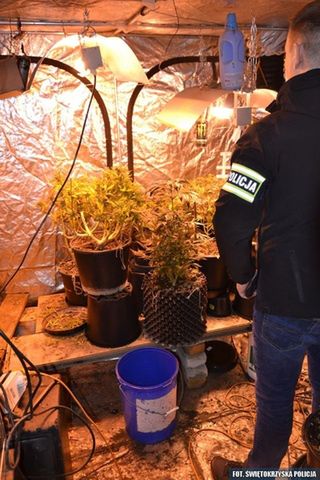 Zlikwidowana nielegalna uprawa konopi