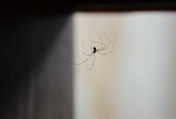 Nigdy nie zabijaj pająków. Ekspert wyjaśnia powód