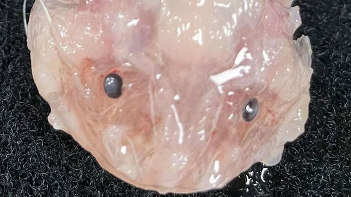 To najgłębiej żyjąca ryba, jaką dotąd zarejestrowano 