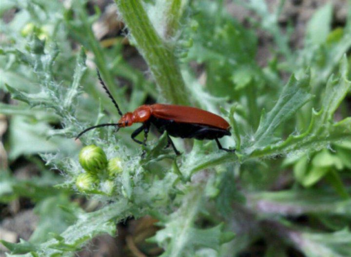 Motorola XT720 - więcej o procesorze, próbne zdjęcia i data wejścia do sprzedaży 2