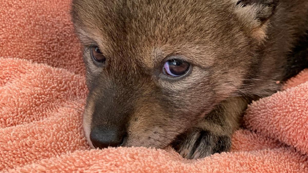 Pomylili psa z kojotem.