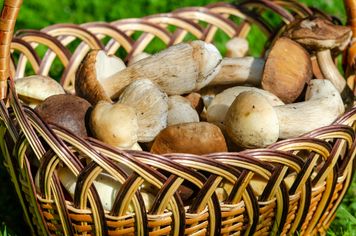 W tych miejscach obrodzi grzybami. Warto przygotować ogromne kosze, idąc do lasu
