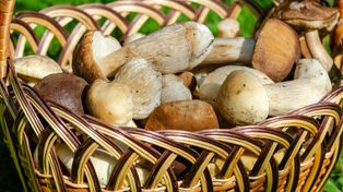 W tych miejscach obrodzi grzybami. Warto przygotować ogromne kosze, idąc do lasu