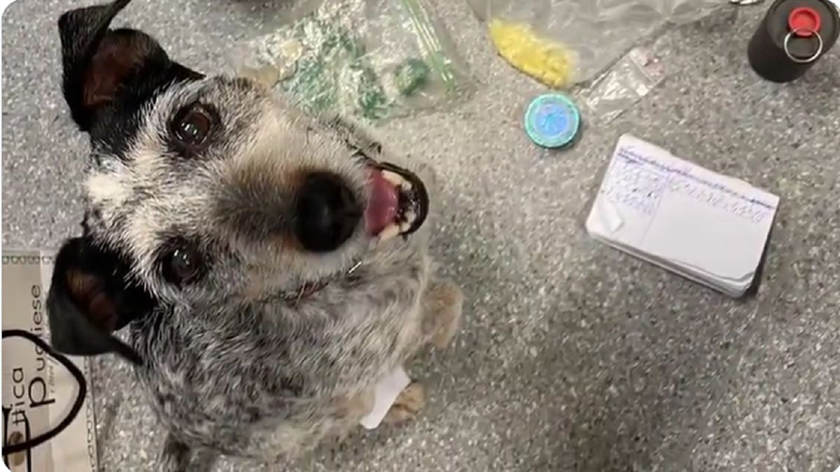 Edek niejedno w swojej karierze wyniuchał!