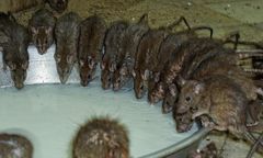 Inwazja szczurów w Irvine. Dom uznany za zagrożenie publiczne