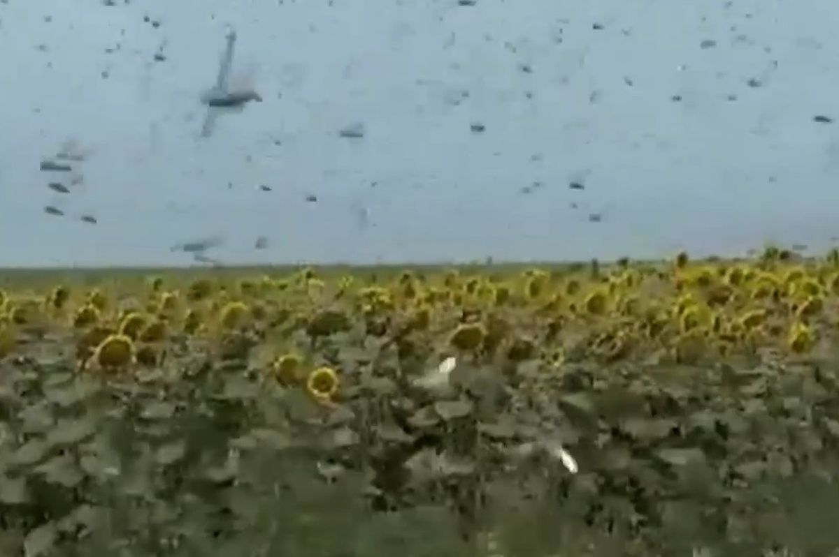 Plaga w Rosji. "Natura sama się mści". Nagranie z Kraju Krasnodarskiego