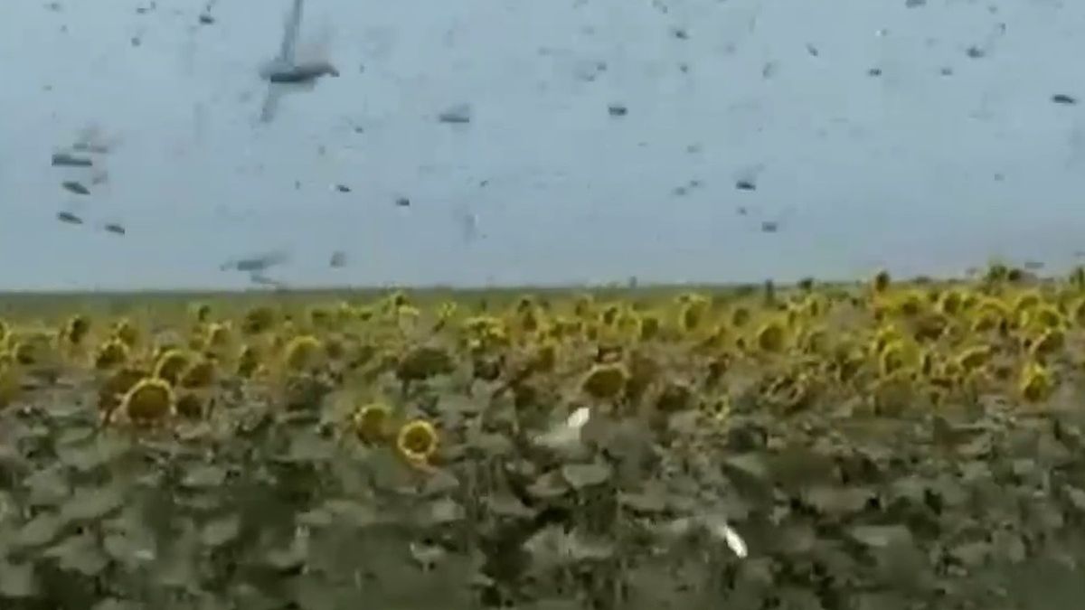 Plaga szarańczy w Rosji 