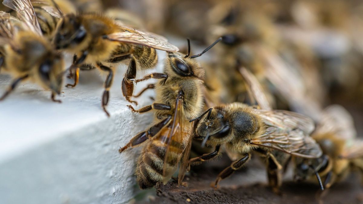 W Polsce wykryto 46 ognisk zgnilca amerykański