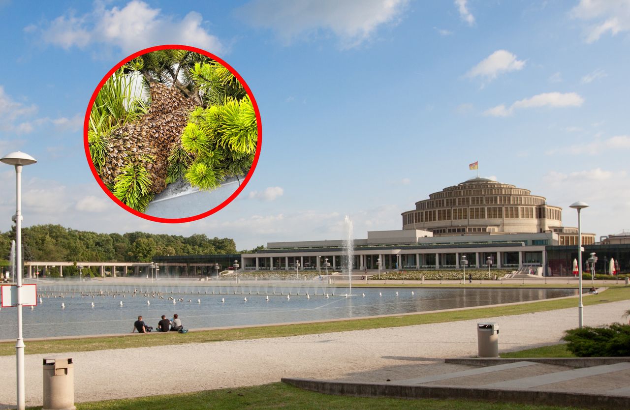 Zaskakujące zdjęcie z Wrocławia. "Tego jeszcze nie było"