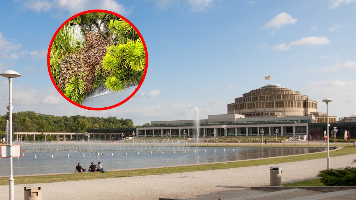 Rój tysięcy pszczół zaobserwowano przy Hali Stulecia 