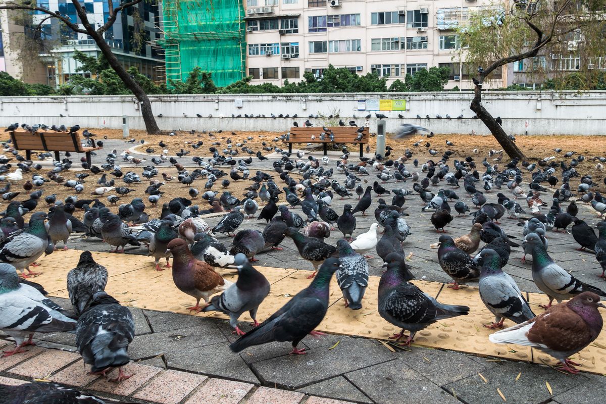 Gołębie w rejonie Tsim Sha Tsui