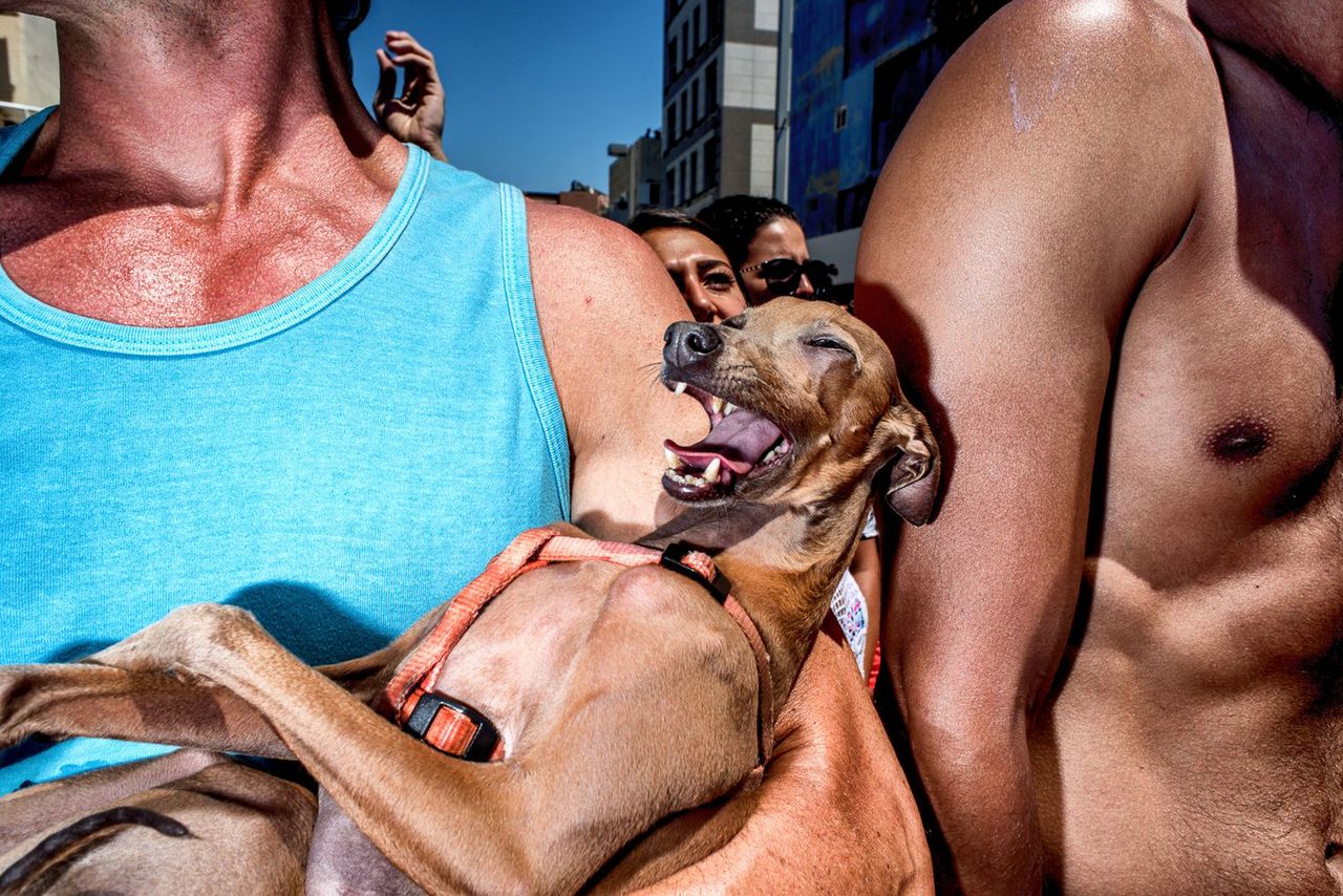 “DogFun” 3 miejsce w kategorii zdjęcie pojedyncze w konkursie LensCulture Street Photography Awards 2017