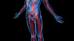 Anatomia człowieka - główne narządy i układy w organizmie